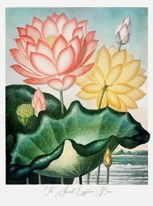 Framed Print : The Sacred Egyptian Bean. Antique Victorian Flower painting Framed Print : The Sacred Egyptian Bean. Antique Victorian Flower painting