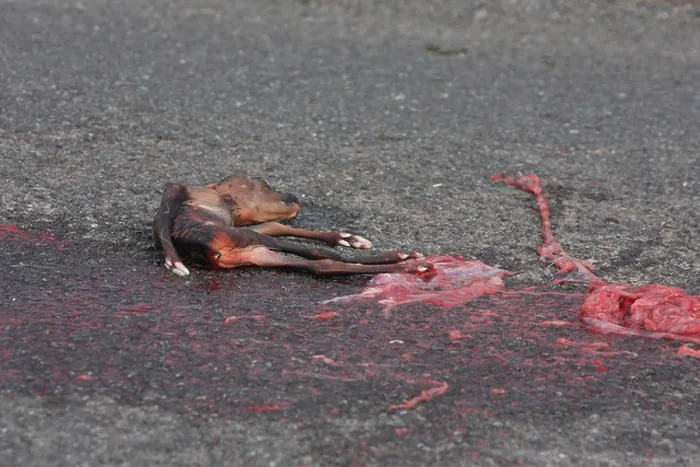 Framed Print : Sad image of dead baby deer on the highway, possibly still born after mother was hit by a vehicle. April 2013 Framed Print : Sad image of dead baby deer on the highway, possibly still born after mother was hit by a vehicle. April 2013