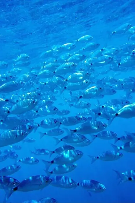 Framed Print : Saddled Seabream, Saddled Bream Framed Print : Saddled Seabream, Saddled Bream