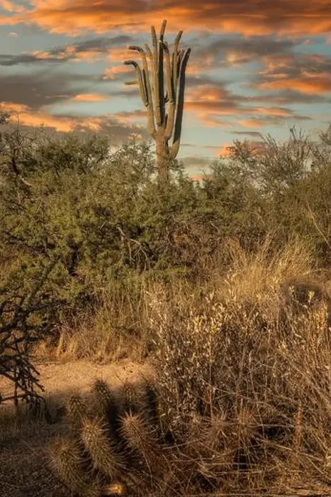 Framed Print : Saguar cactus in the Sonoran Desert near Phoenix, Arizona Framed Print : Saguar cactus in the Sonoran Desert near Phoenix, Arizona