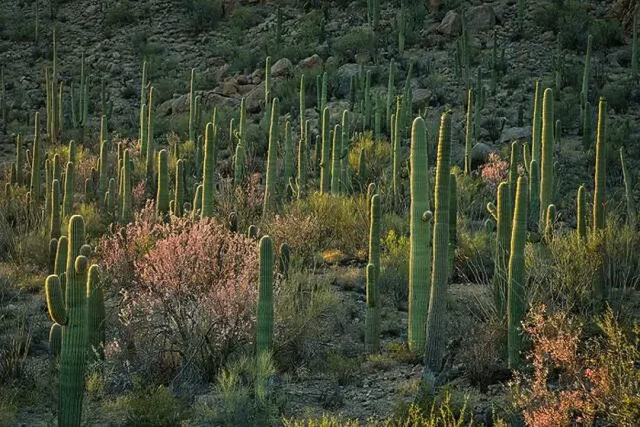 Framed Print : Saguaro Cacti and Ironwood trees stand tall in the Sonoran Desert near Phoenix, Arizona Framed Print : Saguaro Cacti and Ironwood trees stand tall in the Sonoran Desert near Phoenix, Arizona