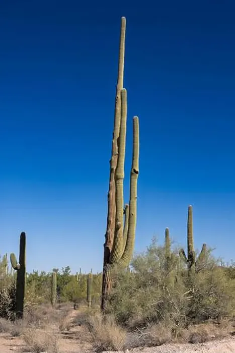 Framed Print : Saguaro Cactus in the Sonoran Desert near Tucson AZ Framed Print : Saguaro Cactus in the Sonoran Desert near Tucson AZ