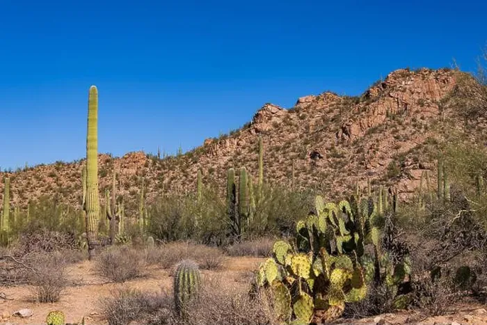 Framed Print : Saguaro Cactus in the Sonoran Desert near Tucson AZ Framed Print : Saguaro Cactus in the Sonoran Desert near Tucson AZ