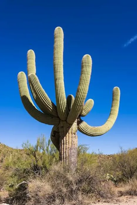 Framed Print : Saguaro Cactus in the Sonoran Desert near Tucson AZ Framed Print : Saguaro Cactus in the Sonoran Desert near Tucson AZ