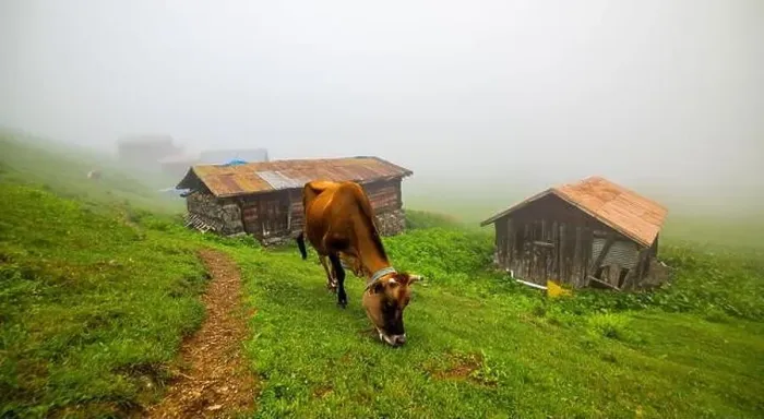 Framed Print : SAL PLATEAU in Camlihemsin district of Rize province. Kackar Mountains region. Rize, Turkey Framed Print : SAL PLATEAU in Camlihemsin district of Rize province. Kackar Mountains region. Rize, Turkey