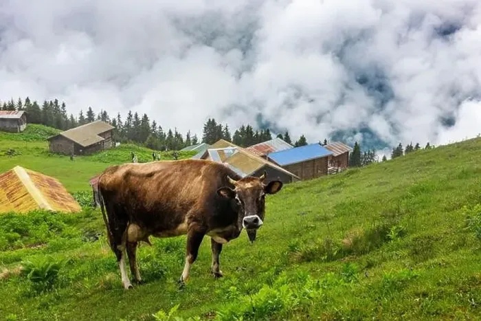 Framed Print : SAL PLATEAU in Camlihemsin district of Rize province. Kackar Mountains region. Rize, Turkey Framed Print : SAL PLATEAU in Camlihemsin district of Rize province. Kackar Mountains region. Rize, Turkey