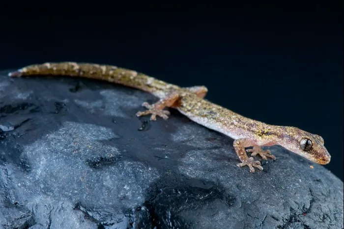 Framed Print : Salamander gecko / Matoatoa breviceps Framed Print : Salamander gecko / Matoatoa breviceps