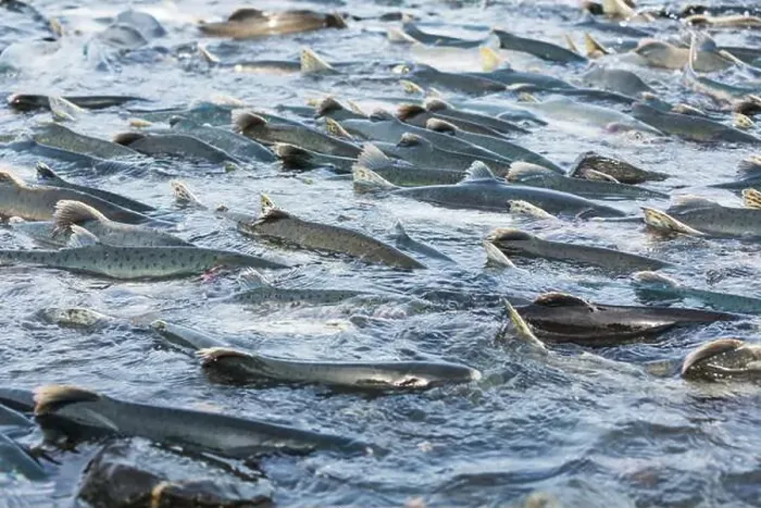 Framed Print : Salmon spawning Framed Print : Salmon spawning