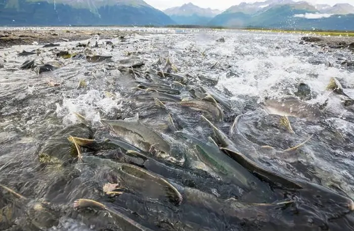 Framed Print : Salmon spawning Framed Print : Salmon spawning