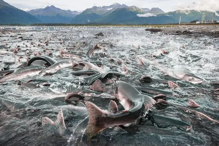 Framed Print : Salmon spawning Framed Print : Salmon spawning