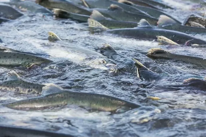 Framed Print : Salmon spawning Framed Print : Salmon spawning