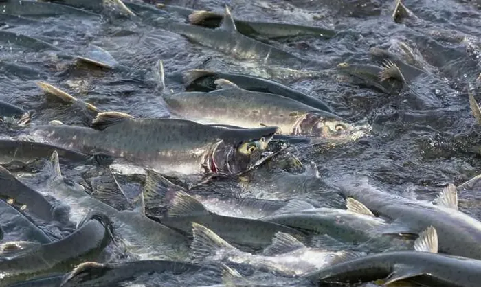 Framed Print : Salmon spawning Framed Print : Salmon spawning