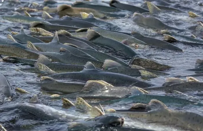 Framed Print : Salmon spawning Framed Print : Salmon spawning