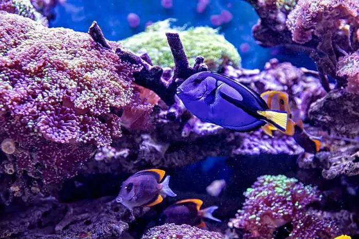 Framed Print : An Saltwater Fish Tank with Coral and Fish Framed Print : An Saltwater Fish Tank with Coral and Fish