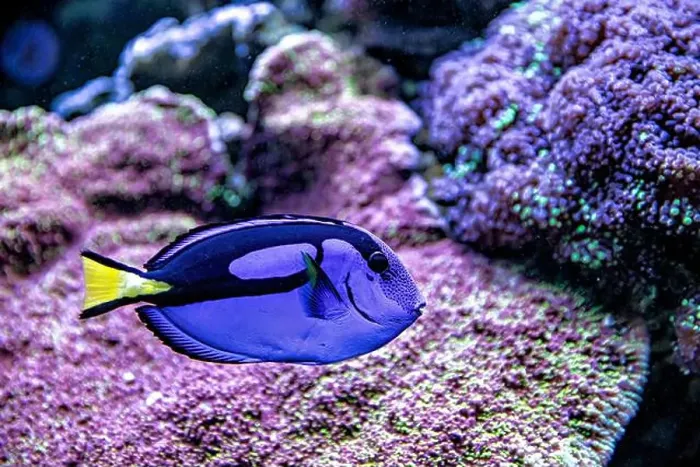 Framed Print : An Saltwater Fish Tank with Coral and Fish Framed Print : An Saltwater Fish Tank with Coral and Fish