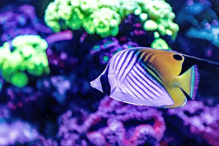 Framed Print : An Saltwater Fish Tank with Coral and Fish Framed Print : An Saltwater Fish Tank with Coral and Fish