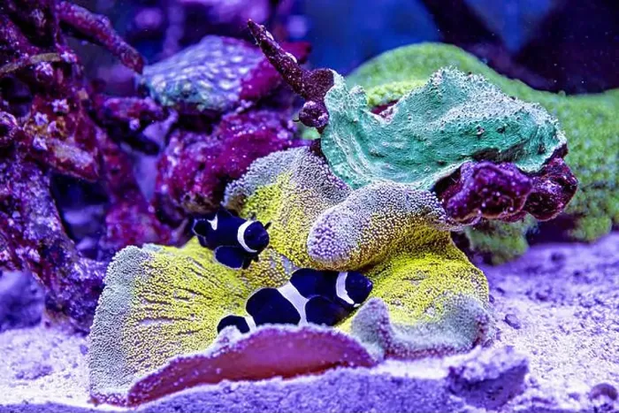 Framed Print : An Saltwater Fish Tank with Coral and Fish Framed Print : An Saltwater Fish Tank with Coral and Fish