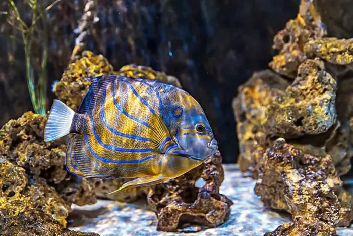 Framed Print : An Saltwater Fish Tank with Coral and Fish