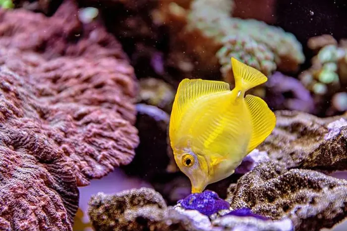 Framed Print : An Saltwater Fish Tank with Coral and Fish Framed Print : An Saltwater Fish Tank with Coral and Fish