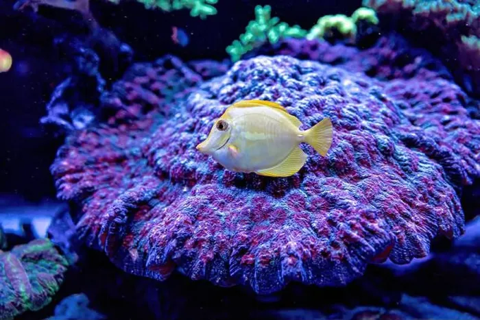 Framed Print : An Saltwater Fish Tank with Coral and Fish Framed Print : An Saltwater Fish Tank with Coral and Fish
