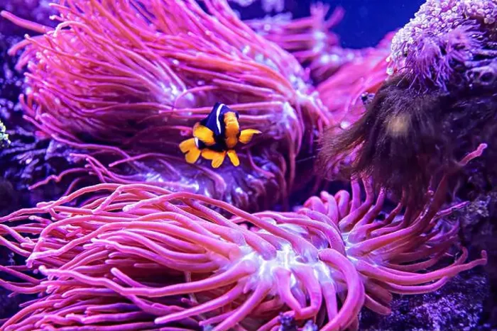 Framed Print : An Saltwater Fish Tank with Coral and Fish