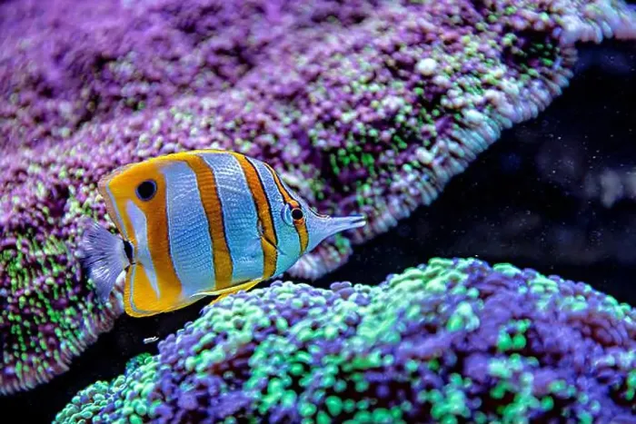 Framed Print : An Saltwater Fish Tank with Coral and Fish Framed Print : An Saltwater Fish Tank with Coral and Fish