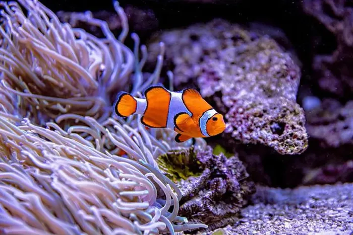 Framed Print : An Saltwater Fish Tank with Coral and Fish Framed Print : An Saltwater Fish Tank with Coral and Fish