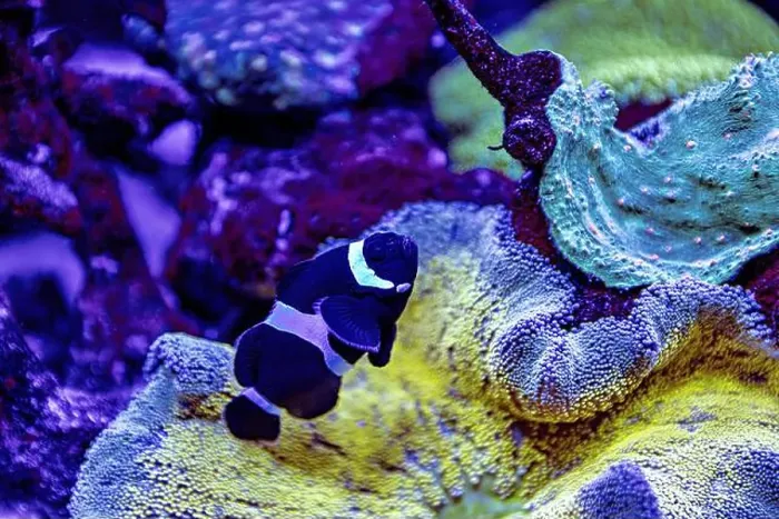 Framed Print : An Saltwater Fish Tank with Coral and Fish Framed Print : An Saltwater Fish Tank with Coral and Fish