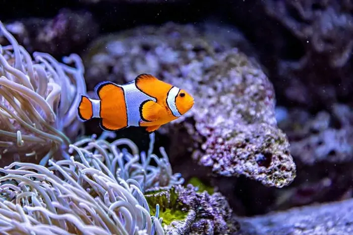 Framed Print : An Saltwater Fish Tank with Coral and Fish Framed Print : An Saltwater Fish Tank with Coral and Fish