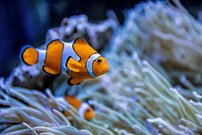 Framed Print : An Saltwater Fish Tank with Coral and Fish Framed Print : An Saltwater Fish Tank with Coral and Fish