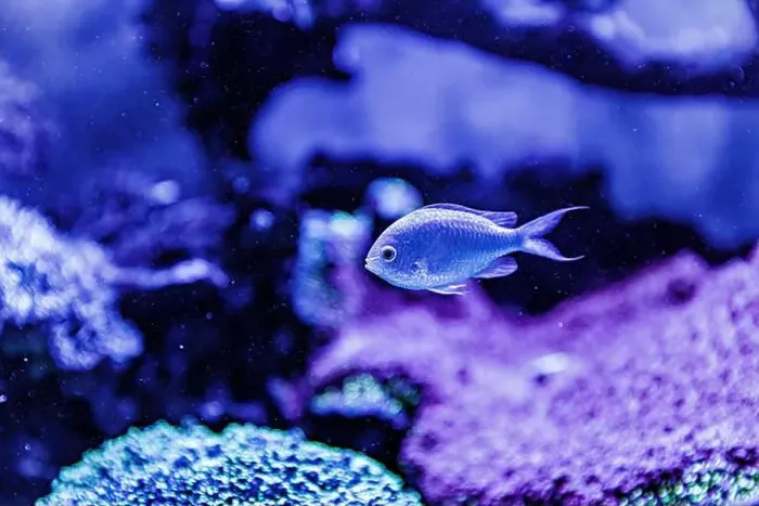 Framed Print : An Saltwater Fish Tank with Coral and Fish Framed Print : An Saltwater Fish Tank with Coral and Fish