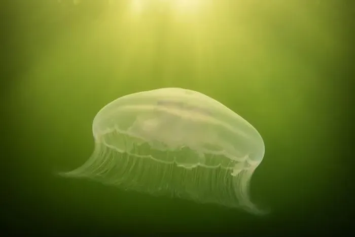Framed Print : saltwater marine life creature jellyfish called moon jelly or aurelia aurita Framed Print : saltwater marine life creature jellyfish called moon jelly or aurelia aurita