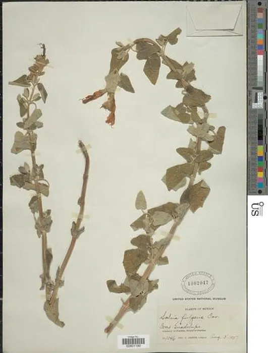 Framed Print : Salvia fulgens Cav Framed Print : Salvia fulgens Cav