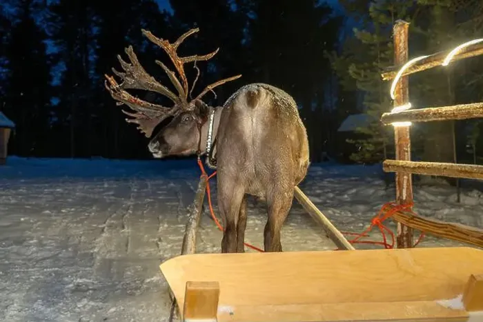 Framed Print : A Sami reindeer farm in LApland Finland