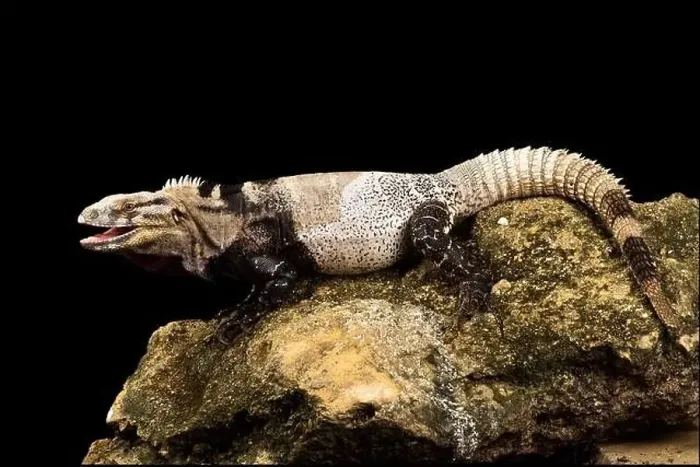 Framed Print : San Esteban iguana (Ctenosaura conspicuosa)
