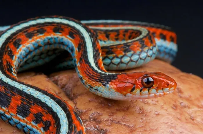Framed Print : San Fransisco garter snake / Thamnophis sirtalis tatraenia Framed Print : San Fransisco garter snake / Thamnophis sirtalis tatraenia