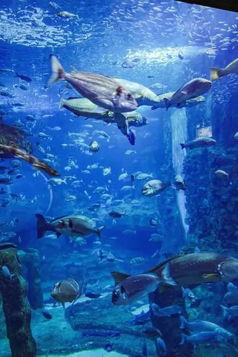 Framed Print : San Sebastian, Spain - 26 Jan, 2025: Fish in a tank at San Sebastian Aquarium, Basque Country Framed Print : San Sebastian, Spain - 26 Jan, 2025: Fish in a tank at San Sebastian Aquarium, Basque Country