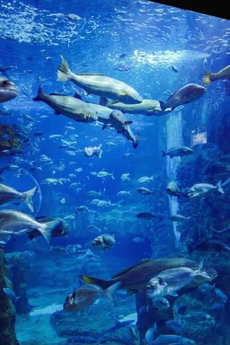 Framed Print : San Sebastian, Spain - 26 Jan, 2025: Fish in a tank at San Sebastian Aquarium, Basque Country