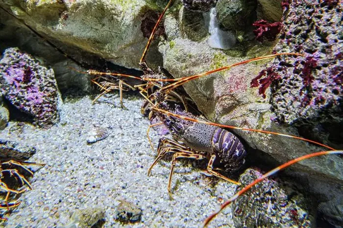 Framed Print : San Sebastian, Spain - 26 Jan, 2025: Lobsters in a tank at the San Sebastian Aquarium, Basque Country Framed Print : San Sebastian, Spain - 26 Jan, 2025: Lobsters in a tank at the San Sebastian Aquarium, Basque Country