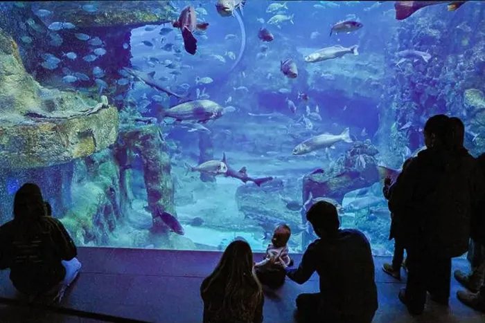 Framed Print : San Sebastian, Spain - 26 Jan, 2025: Visitors watch fish in a tank at San Sebastian Aquarium, Basque Country Framed Print : San Sebastian, Spain - 26 Jan, 2025: Visitors watch fish in a tank at San Sebastian Aquarium, Basque Country