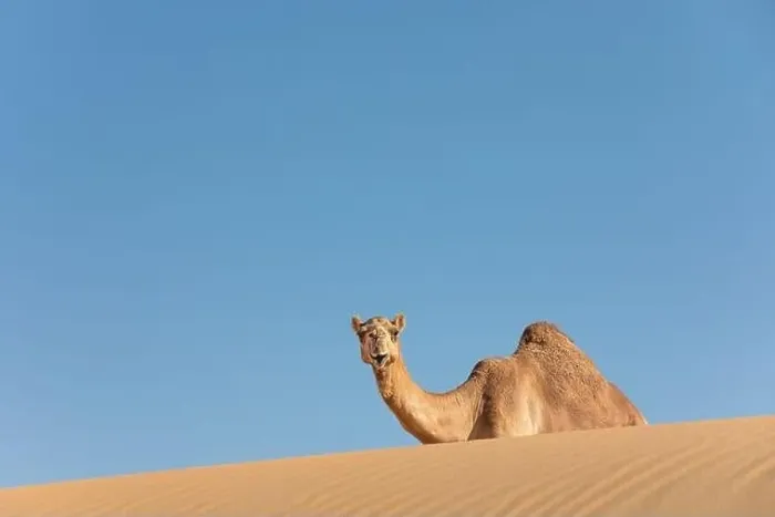 Framed Print : Sand colored dromedary camel smiling from behind a sand dune in the Empty Quarters desert Framed Print : Sand colored dromedary camel smiling from behind a sand dune in the Empty Quarters desert