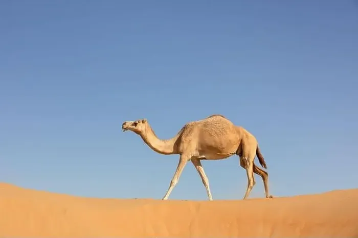 Framed Print : A sand colored dromedary camel walking on a dune in the Empty Quarters desert. Abu Dhabi, United Arab Emirates Framed Print : A sand colored dromedary camel walking on a dune in the Empty Quarters desert. Abu Dhabi, United Arab Emirates