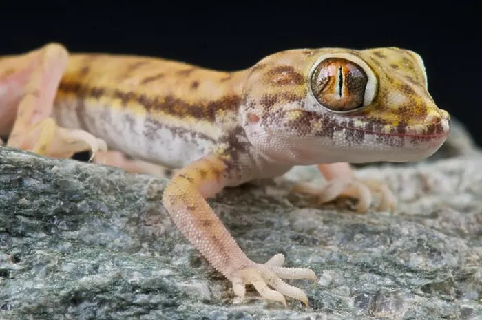 Framed Print : Sand gecko / Stenodactylus petrii Framed Print : Sand gecko / Stenodactylus petrii
