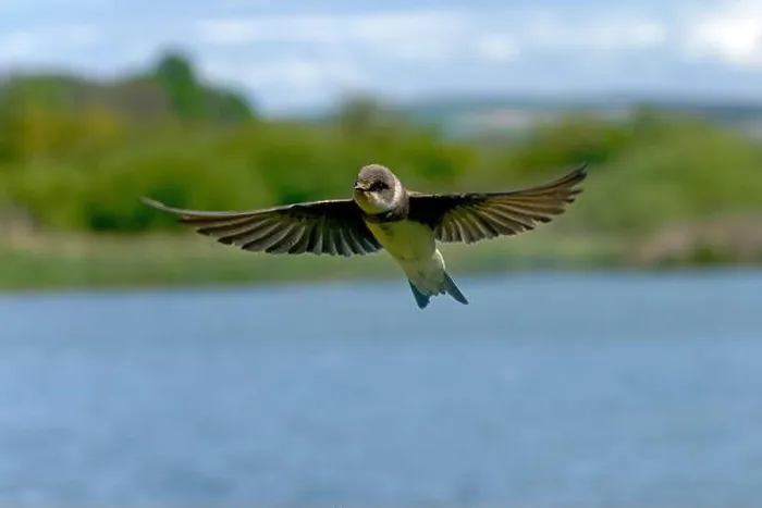 Framed Print : Sand martin-Riparia riparia in flight