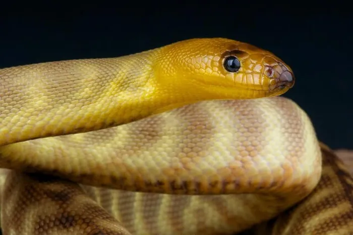 Framed Print : Sand python / Aspidites ramsayi Framed Print : Sand python / Aspidites ramsayi