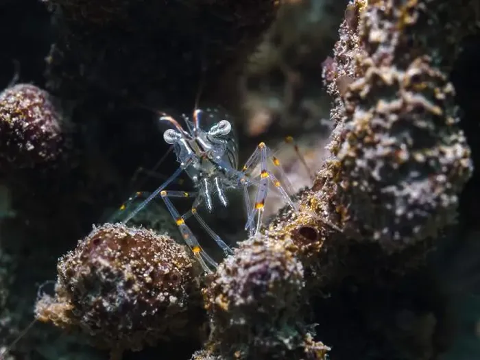 Framed Print : A Sand shrimp (Palaemon peringueyi) facing the camera its transparent body has black lines and yellow spots Framed Print : A Sand shrimp (Palaemon peringueyi) facing the camera its transparent body has black lines and yellow spots