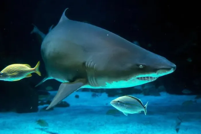 Framed Print : A Sand tiger shark underwater coming to you Framed Print : A Sand tiger shark underwater coming to you