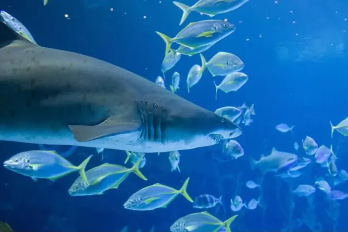 Framed Print : Sand Tiger Sharks swimming in clear blue water, surrounded by smaller fish. Underwater scene in Gran Canaria Framed Print : Sand Tiger Sharks swimming in clear blue water, surrounded by smaller fish. Underwater scene in Gran Canaria