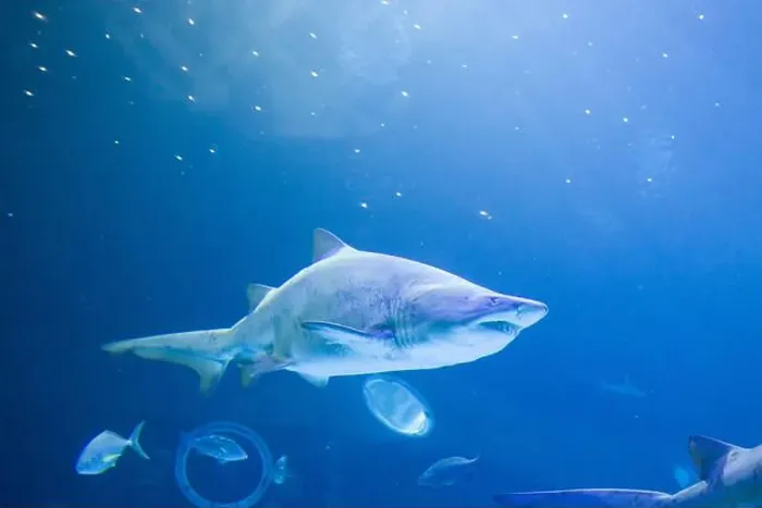 Framed Print : Sand Tiger Sharks swimming in clear blue water, surrounded by smaller fish. Underwater scene in Gran Canaria Framed Print : Sand Tiger Sharks swimming in clear blue water, surrounded by smaller fish. Underwater scene in Gran Canaria