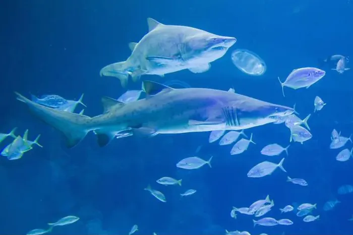 Framed Print : Sand Tiger Sharks swimming in clear blue water, surrounded by smaller fish. Underwater scene in Gran Canaria Framed Print : Sand Tiger Sharks swimming in clear blue water, surrounded by smaller fish. Underwater scene in Gran Canaria